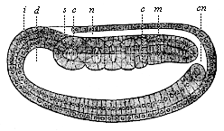 Fig.124. Longitudinal section of the coelomula of amphioxus.