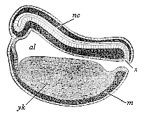 Fig.125. Longitudinal section of the chordula of a frog.