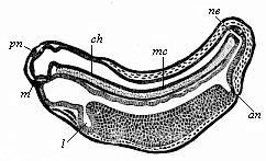 Fig.126. Longitudinal section of a frog-embryo.