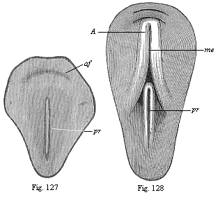 Figs. 127 and 128. Dorsal shield of the chick.