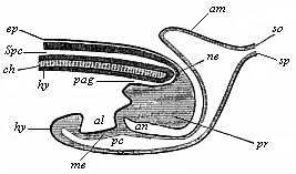 Fig.129. Longitudinal section of the hinder end of a chick.