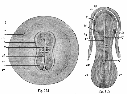 Fig.131. Embryo of the opossum, sixty hours old. Fig. 132. Sandal-shaped embryonic shield of a rabbit of eight days.