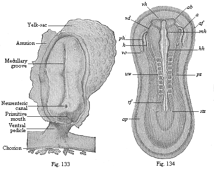 Fig.133. Human embryo at the sandal-stage. Fig. 134. Sandal-shaped embryonic shield of a rabbit of nine days.