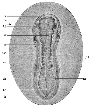 Fig.135. Sandal-shaped embryonic shield of an opossum.