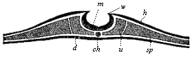 Fig.136. Transverse section of the embryonic disk of a chick at the end of the first day of incubation.