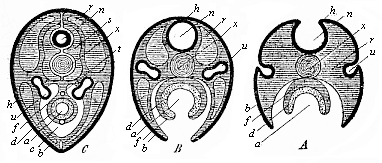 Fig.137. Three diagrammatic transverse sections of the embryonic disk of the higher vertebrate, to show the origin of the tubular organs from the bending germinal layers.