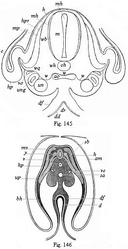 Figs. 145 and 146. Transverse sections of embryos (of chicks).