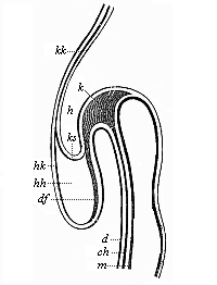 Fig.148. Longitudinal section of the fore half of a chick-embryo at the end of the first day of incubation (seen from the left side).