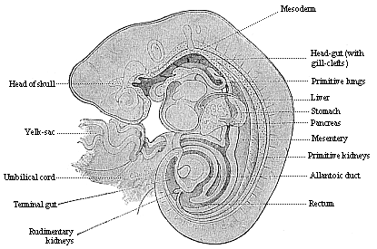 Fig.149. Longitudinal section of a human embryo of the fourth week, one-fifth of an inch long.