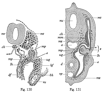 Fig.150. Transverse section of a human embryo of fourteen days. Fig. 151. Transverse section of a shark-embryo (or young selachius).