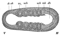 Fig.157. Embryo of the amphioxus, twenty hours old, with five somites.