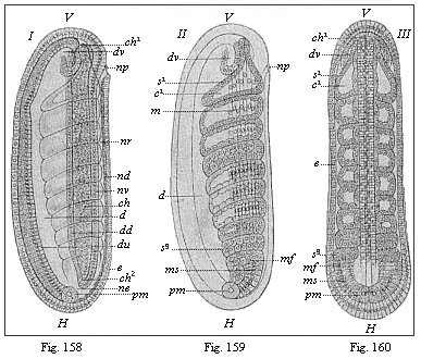 Figs. 158-160. Embryo of the amphioxus, twenty four hours old, with eight somites.