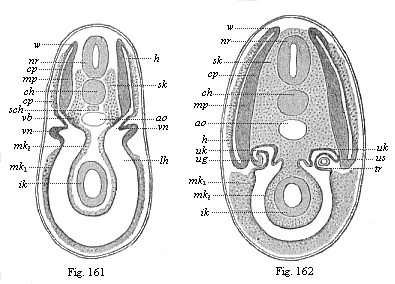 Figs. 161 and 162. Transverse section of shark-embryos (through the region of the kidneys).