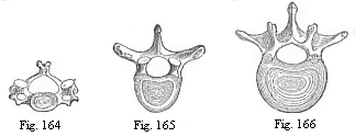 Fig.164. The third cervical vertebra (human)> Fig. 165. The sixth dorsal vertebra (human). Fig. 166. The second lumbar vertebra (human).