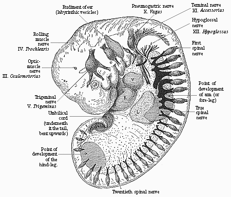 Fig.171. Human embryo of the fourth week (twenty-six days old).