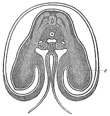 Fig.172. Transverse section of the shoulder and fore-limb (wing) of a chick-embryo of the fourth day.