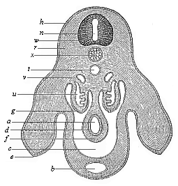 Fig.173. Transverse section of the pelvic region and hind legs of a chick-embryo of the fourth day.