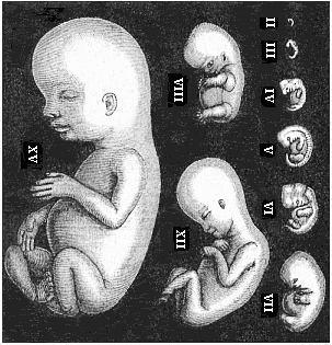 Fig.179. Human embryos from the second to the fifteenth week, seen from the left.