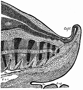 Fig.182. Median longitudinal section of the tail of a human embryo, two-thirds of an inch long.