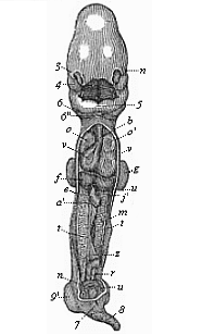 Fig.183. Human embryo, four weeks old, opened on the ventral side.