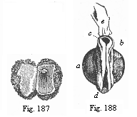 Fig.187. Human ovum of ten days. Fig. 188. Human foetus of ten days, taken from the preceding ovum, magnified.