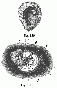 Fig.189. Human ovum of twenty to twenty-two days. Fig. 190. Human foetus of twenty to twenty-two days, taken from the preceding ovum, magnified.