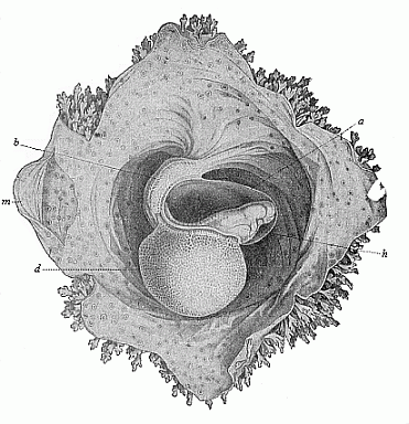 Fig.191. Human embryo of sixteen to eighteen days.