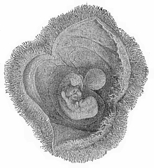 Fig.193. Human embryo of the fourth week, with its membranes, like Fig. 192, but a little older.