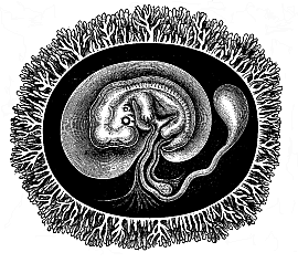 Fig.194. Human embryo with its membranes, six weeks old.