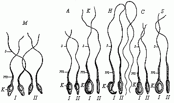 Fig.20 Spermia or spermatozoa of various mammals.