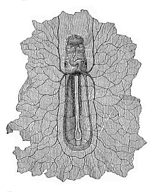 Fig.202. Boat-shaped embryo of the dog, from the ventral side, magnified.