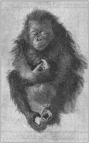 Fig.204. Young orang (Satyrus orang), asleep.