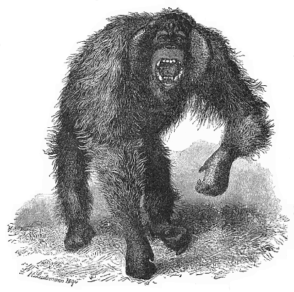 Fig.205. Wild orang (Dyssatyrus auritus).