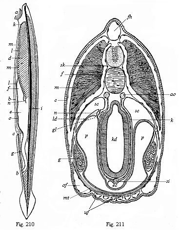 Fig.210. The lancelet (Amphioxus lanceolatus), left view. Fig. 211. Transverse section of the head of the Amphioxus.