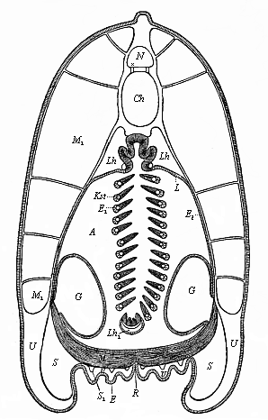 Fig.216. Transverse section of the lancelet, in the fore half.