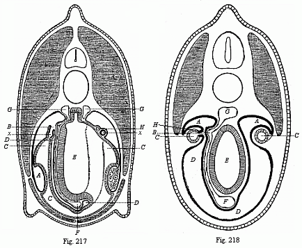 Fig.217. Transverse section through the middle of the Amphioxus. Fig. 218. Transverse section of a primitive fish embryo.