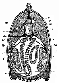 Fig.219. Transverse section of the head of the Amphioxus.