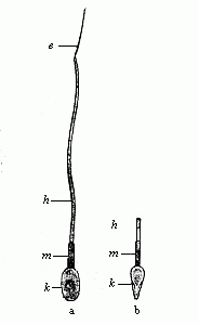 Fig.22 A single human spermatozoon.