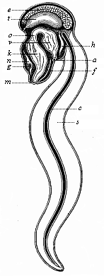 Fig.225. An Appendicaria (Copelata), seen from the left.