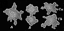 Fig.228. A moneron (Protamoeba) in the act of reproduction.