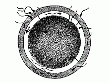 Fig.23 The fertilisation of the ovum by the spermatozoon.