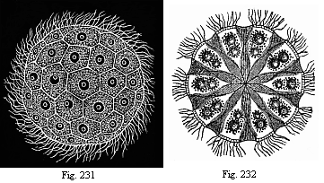 Fig.231. The Norwegian Magosphaera planula, swimming about by means of the lashes or cilia at its surface. Fig. 232. Section of same, showing how the pear-shaped cells in the centre of the gelatinous ball are connected by a fibrous process.