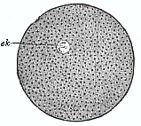 Fig.24 An impregnated echinoderm ovum.