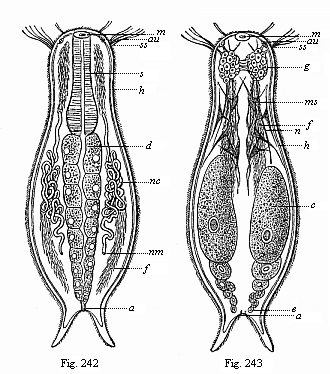 Figs. 242 and 243. Chaetonotus, a rudimentary vermalian, of the group of Gastrotricha.