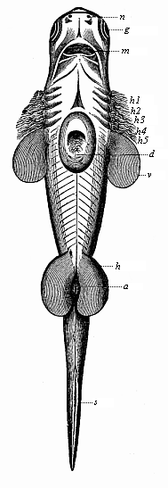 Fig.249. Embryo of a shark (Scymnus lichia), seen from the ventral side.