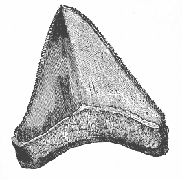 Fig.252. Tooth of a gigantic shark (Carcharodon megalodon), from the Pliocene at Malta.