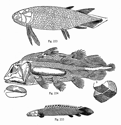 Fig.253. A Devonian Crossopterygius (Holoptychius nobilissimus), from the Scotch old red sandstone. Fig. 254. A Jurassic Crossopterygius (Undina penicillata), from the upper Jurassic at Eichstätt. Fig. 255. A living Crossopterygius, from the Upper Nile.