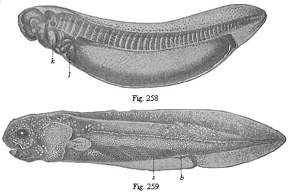 Fig.258. Young ceratodus, shortly after issuing from the egg. Fig. 259. Young ceratodus six weeks after issuing from the egg.