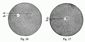 Figs. 26 and 27 Impregnation of the ovum of the sea-urchin.