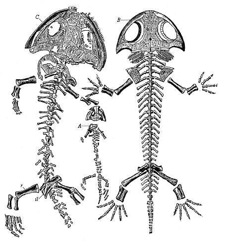 Fig.260. Fossil amphibian from the Permian, found in the Plauen terrain near Dresden (Branchiosaurus amblystomus).